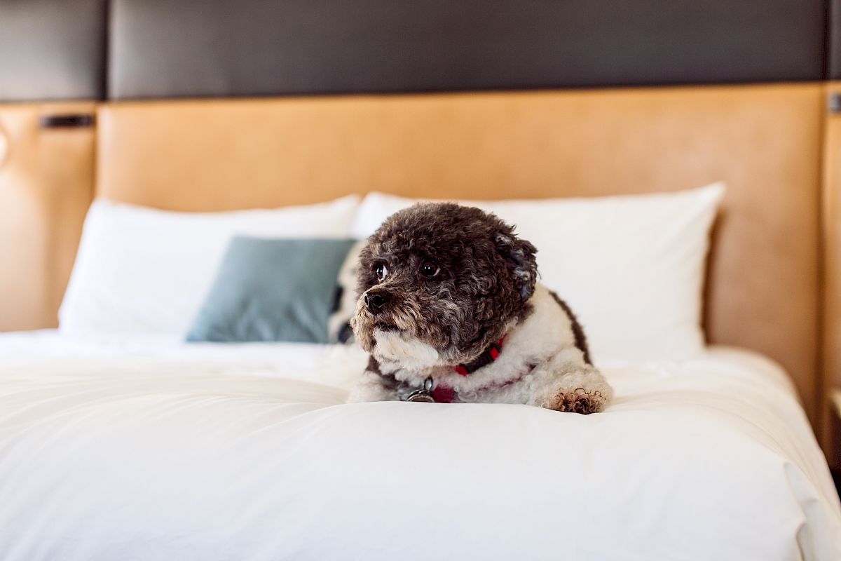 A small curly-haired dog is lying on a neatly made bed with white sheets and pillows in a cozy room.