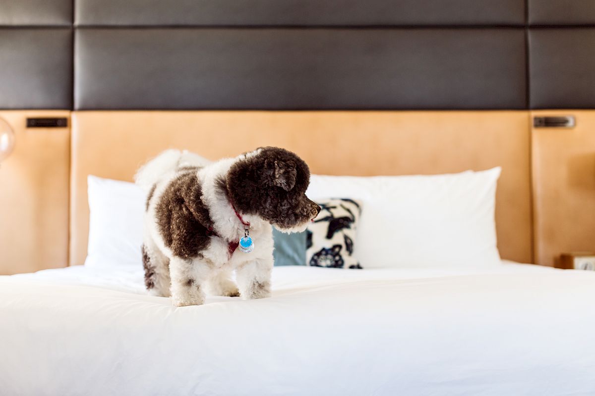 A small black and white dog stands on a neatly made bed with white sheets and a patterned pillow in the background.
