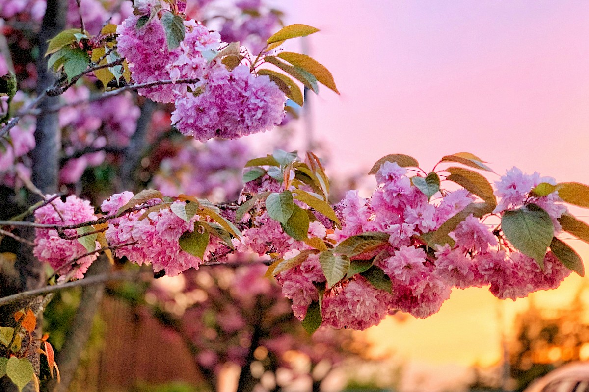 Pink cherry blossoms with green leaves on a tree branch, set against a colorful sunset sky.