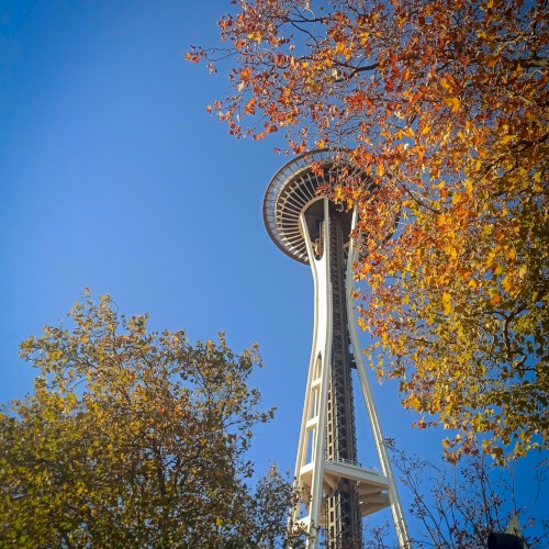 Seattle's Space Needle rises above autumn trees against a clear blue sky, a sunny snapshot of fall colors surrounding the landmark.