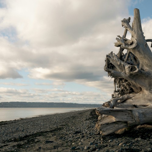 A rocky shoreline with a large, weathered driftwood log carved by waves, a calm body of water and a cloudy sky in the background.