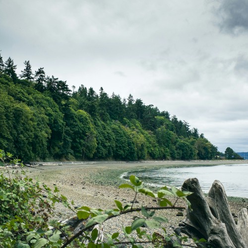 A rocky shoreline with a sandy beach, lush green trees on a hill, driftwood in the foreground, and cloudy skies over calm waters.