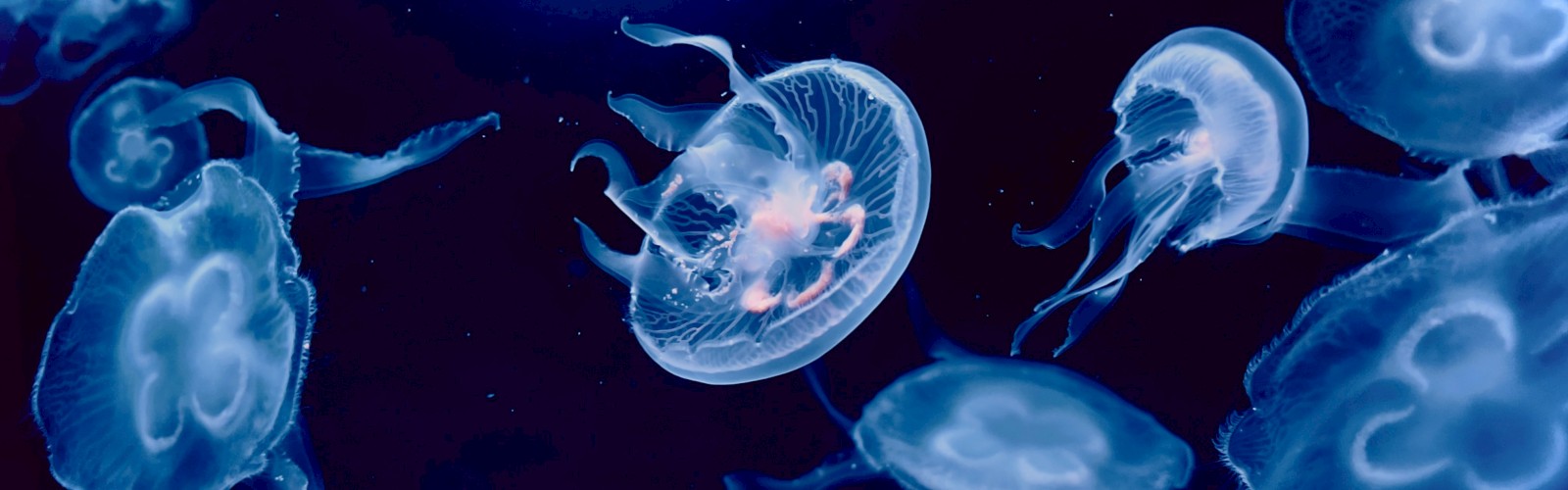 A group of translucent blue jellyfish drifting in dark water, glowing softly with tentacles trailing behind. The scene is ethereal and aquatic.